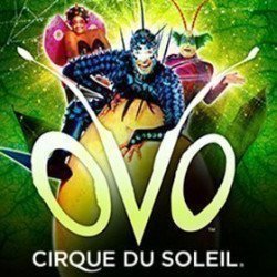 OVO - Cirque du Soleil OVO - Cirque du Soleil